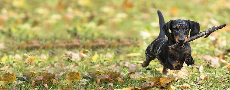 How to Train a Dachshund Puppy Advanced Tricks